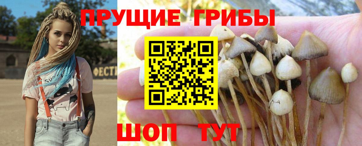 Галлюциногенные грибы Psilocybe Липецк